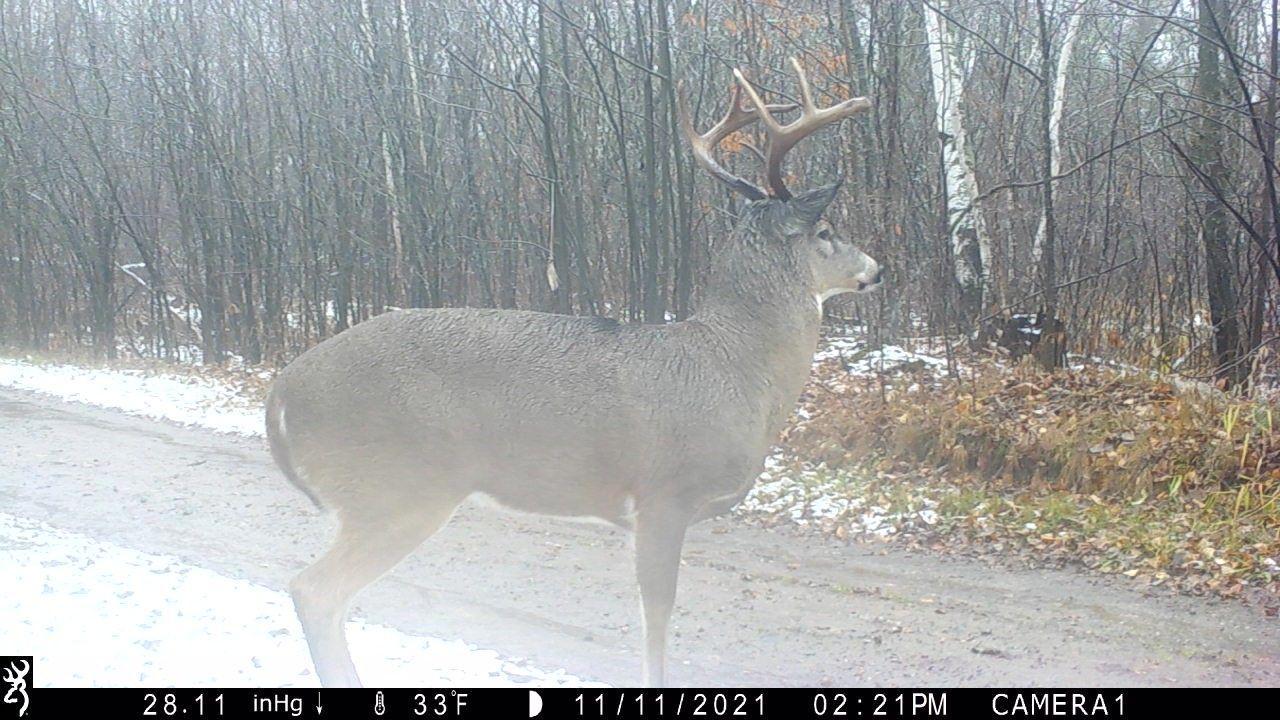 Deer