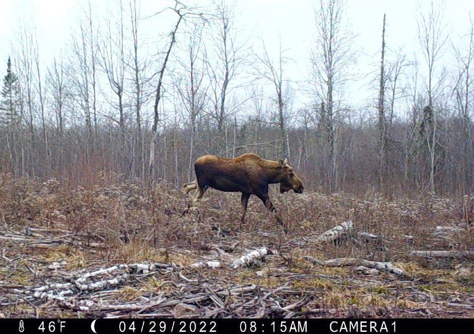 Moose