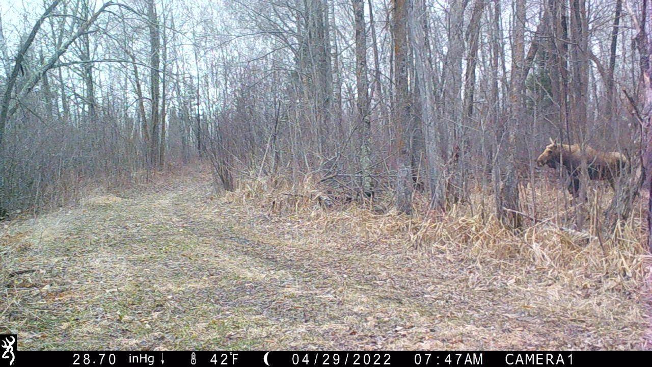 Moose