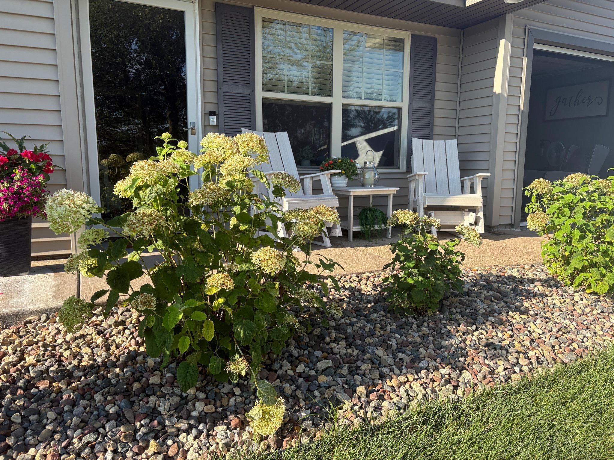 Beauiful blooming bushes out front