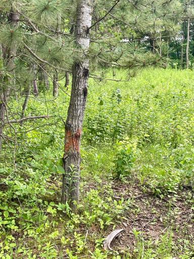 TBD Pacer Drive, Browerville, MN 56438