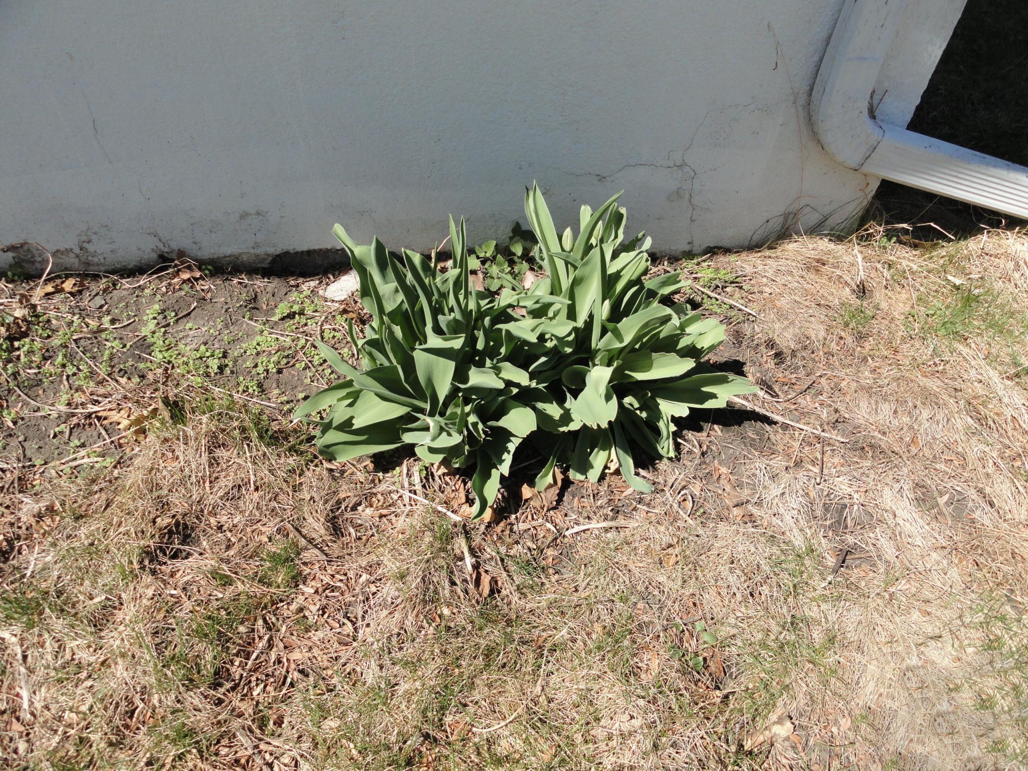 Another cluster of early rise perennials in the front gardens. Plus, there's space to add more.