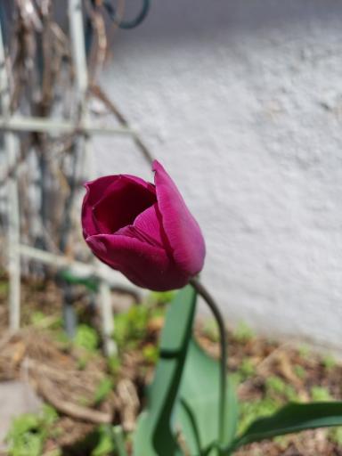 Lovely, this charming tulip is in the backyard gardens. Is there more space for lawns, vegetables? Yes! Absolutely, Yes!