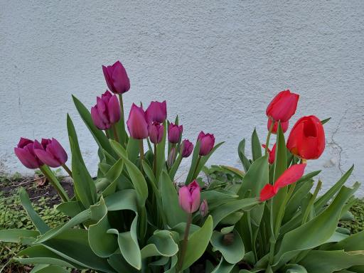 Front gardens include multiple tulips in a variety of colors. Extra gardening spaces are here for your favorite plants. Express your color pallet with joyful gardens that reward you.