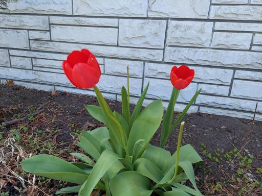 The tulips are up & blooming in the gardens. These beauties are in the front gardens & more flowers are blooming in the other gardens at home here!