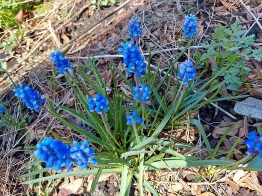 Another cluster of Grape Hyacinths an early to rise perennial are in the side yard gardens. Plus, there's space to add more of your favorites.