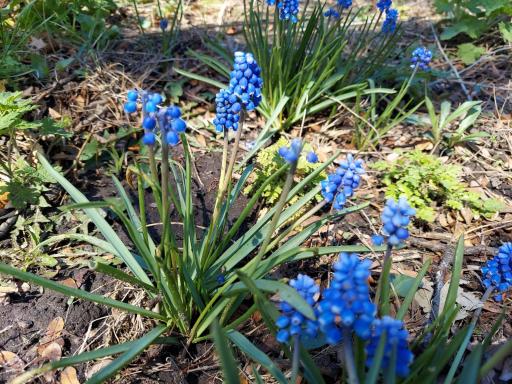 The extra wide side yard gives you more, Here Grape Hyacinths bloom in the side gardens these vivid flowers offer bright blue flowers & welcome spring!