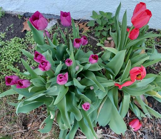 Another view of gardens in bloom at this Lake Street home. Extra space for your favorites to be added is assured. Welcoming playfully level lawns are also here.