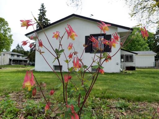 Extra wide side yard with these flowers blooming in one of the gardens. Better beauty, better privacy, more green spaces!