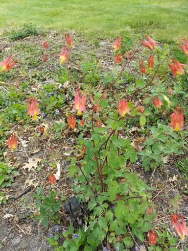These perennial flowers have returned from last year & they are blooming once again. Enjoy more natural beauty at home here.