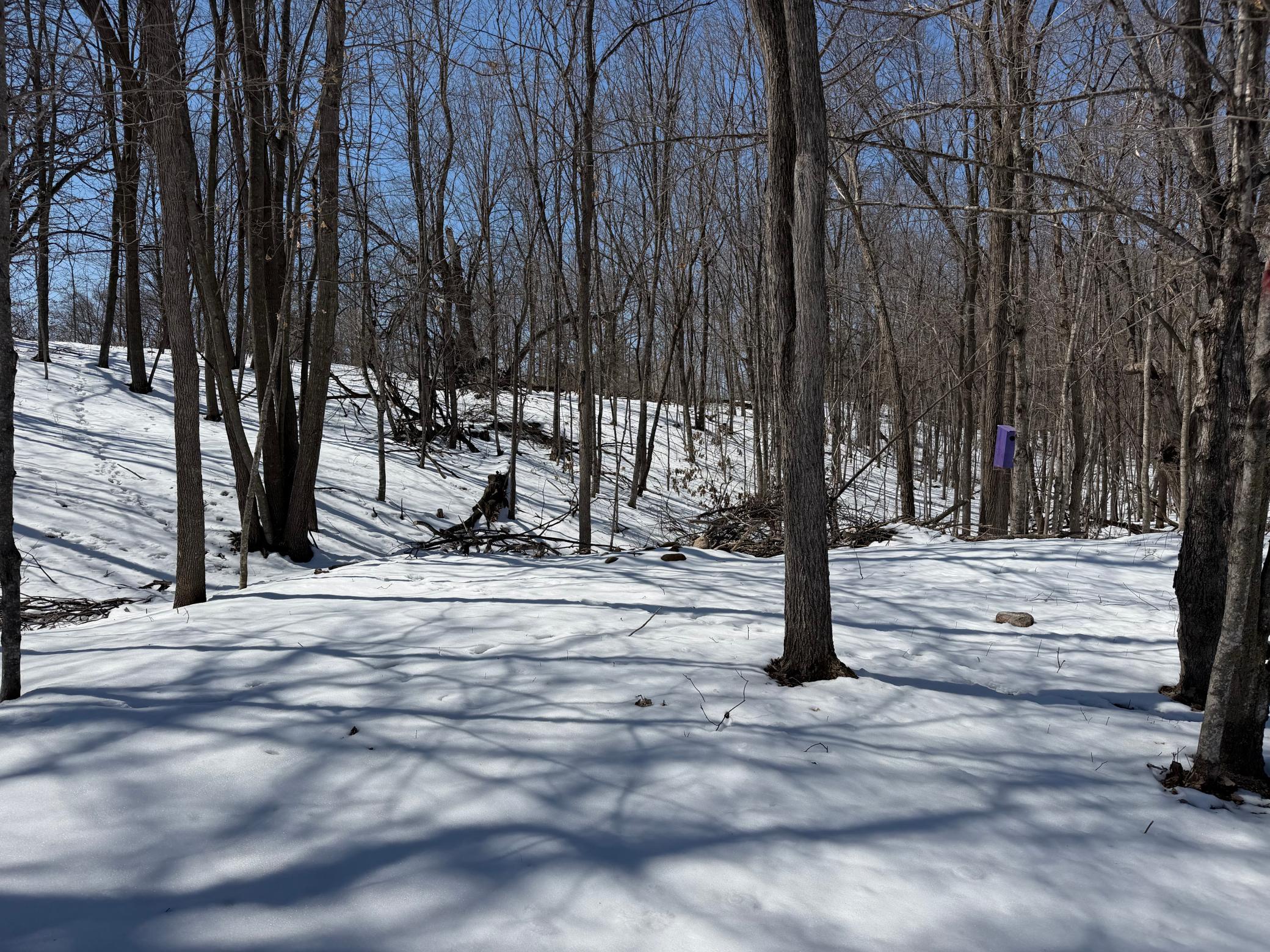 Great lot, backs to trees