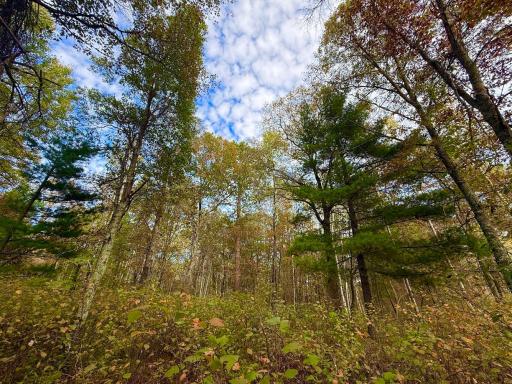 TBD Sunset Valley Road, Nisswa, MN 56468