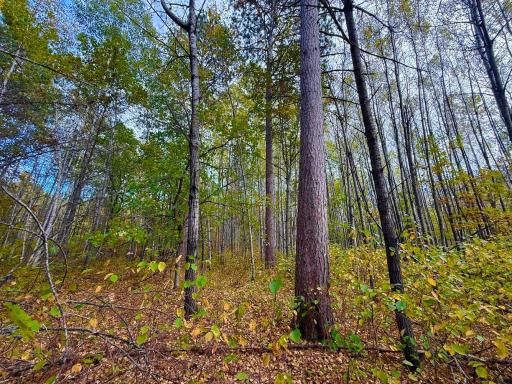 TBD Sunset Valley Road, Nisswa, MN 56468