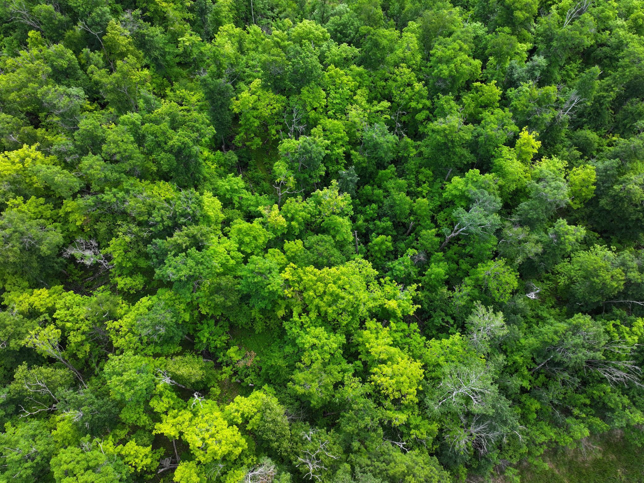 dji_fly_20260626_104936_0070_1782514080029_photo.jpeg