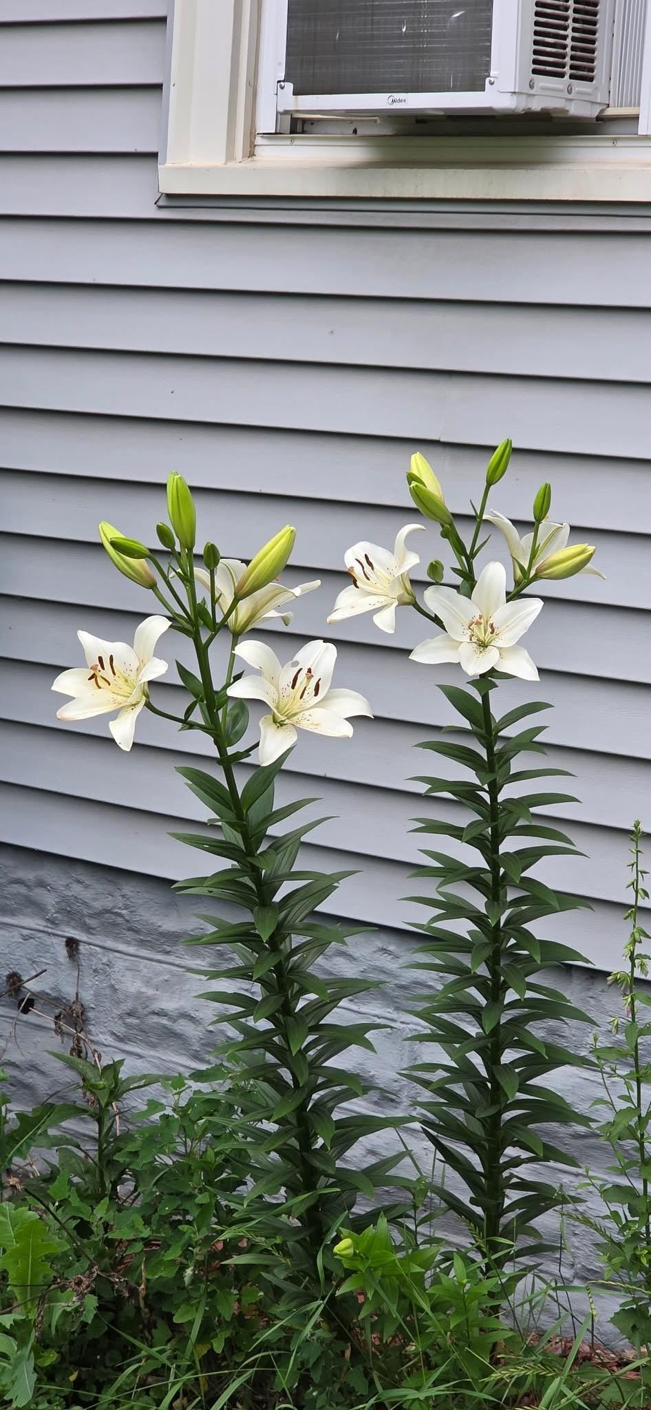 Previous photos from seller