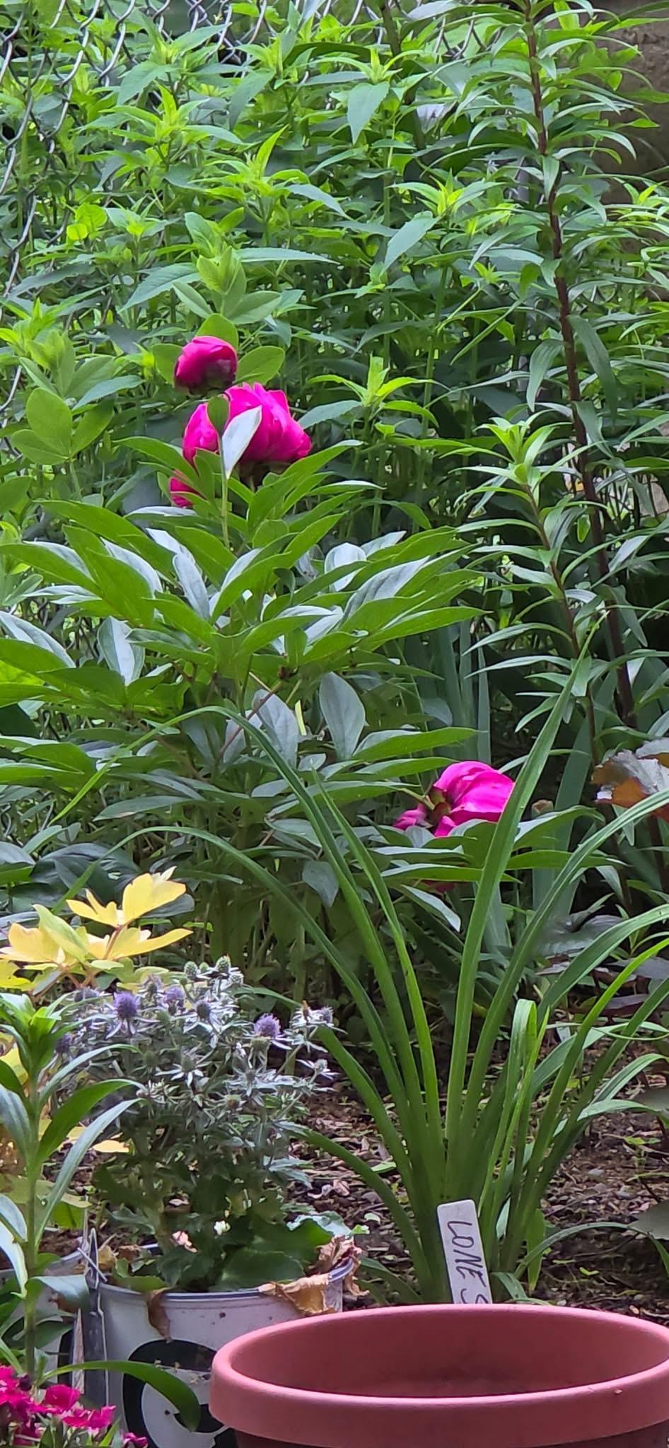 Previous photo from seller