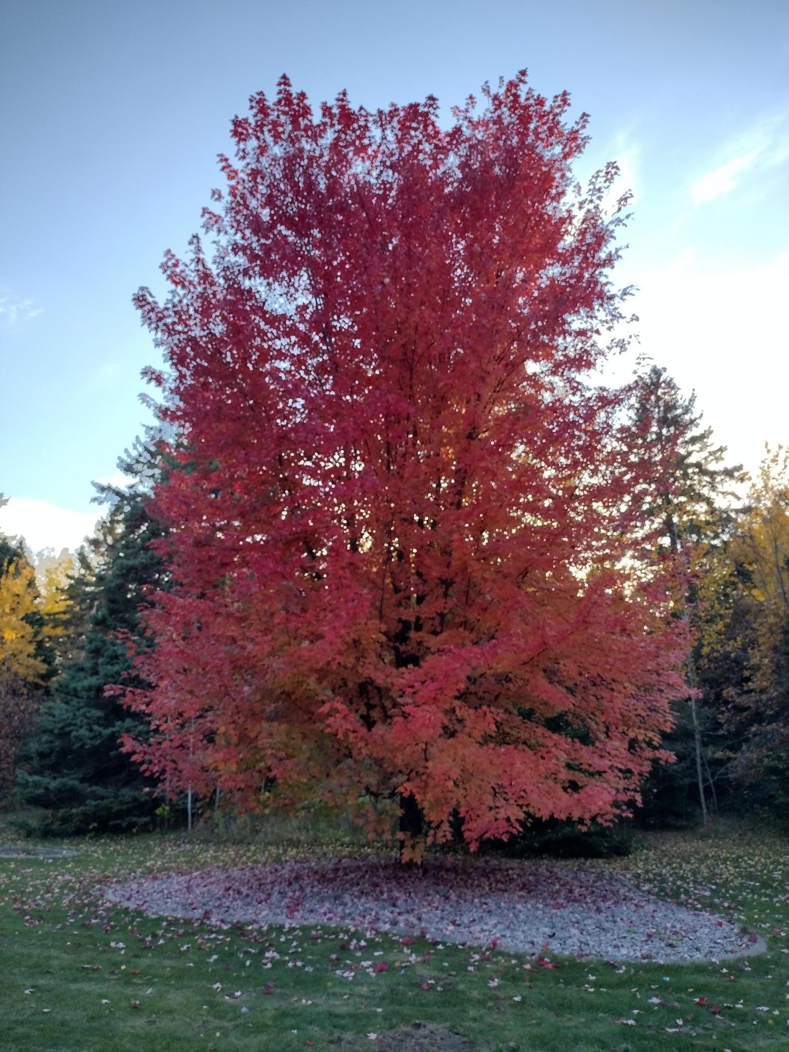 Front yard tree in the fall.jpg