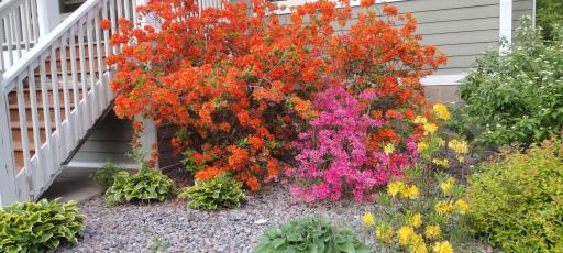 Beautiful blooms in the spring.jpg