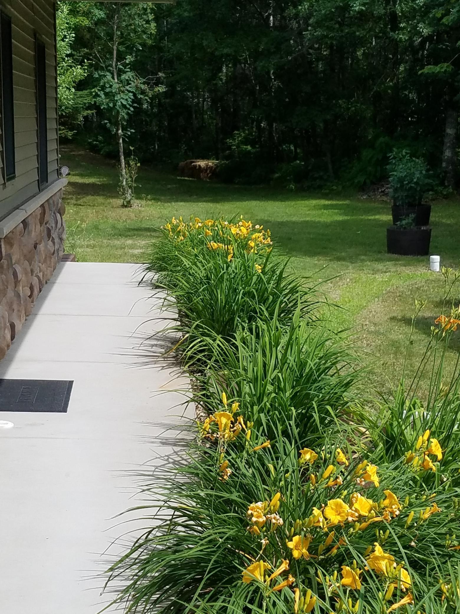 Lovely day lilies on the walk to the home