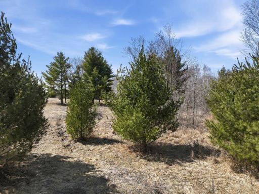 Lot 13 10 1/4 Avenue, Chetek, WI 54728