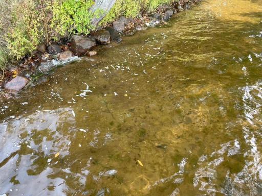 15572 Eaglewood Drive, Deerwood, MN 56444