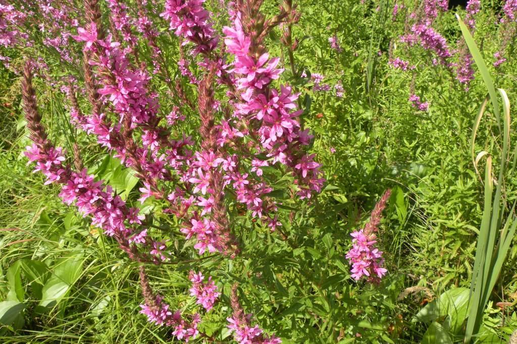 flowers 2.jpg
