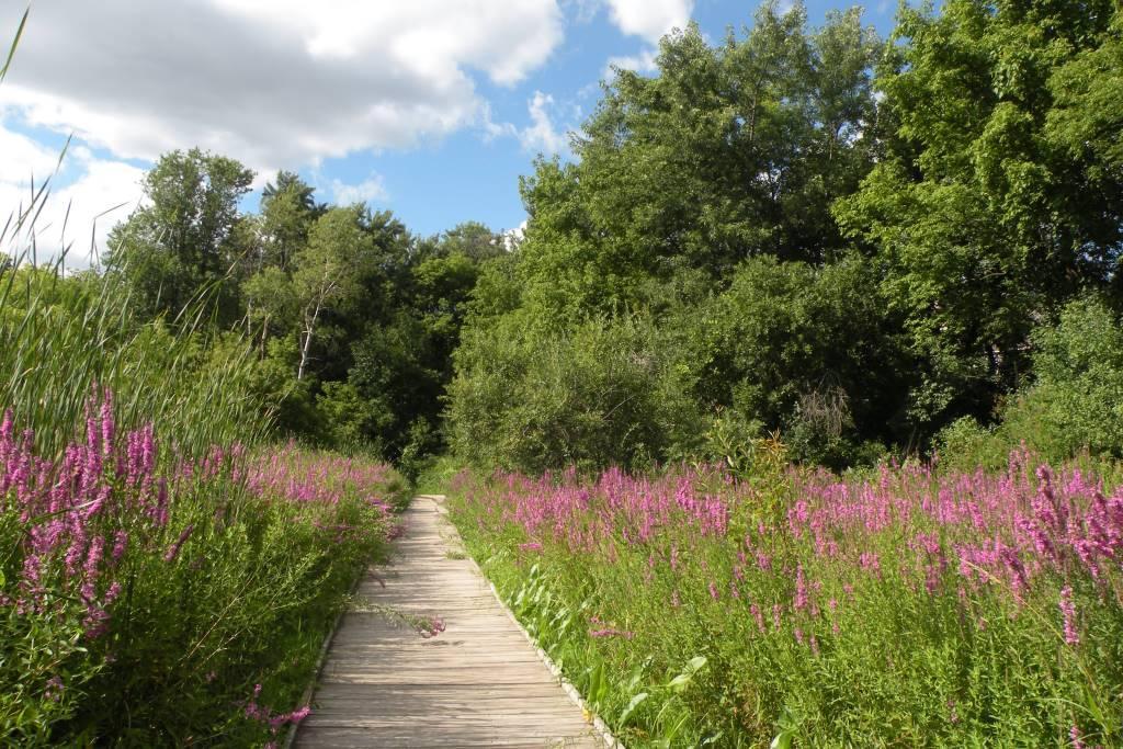 path 3.jpg