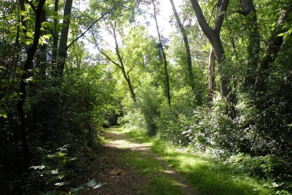 path 5.jpg