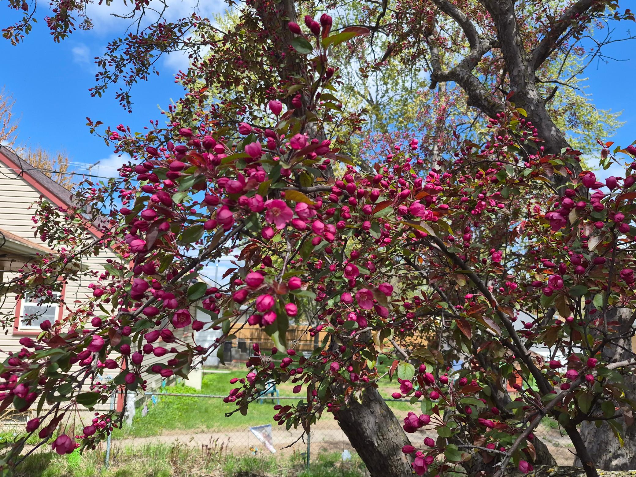 Gorgeous tree in the backyard