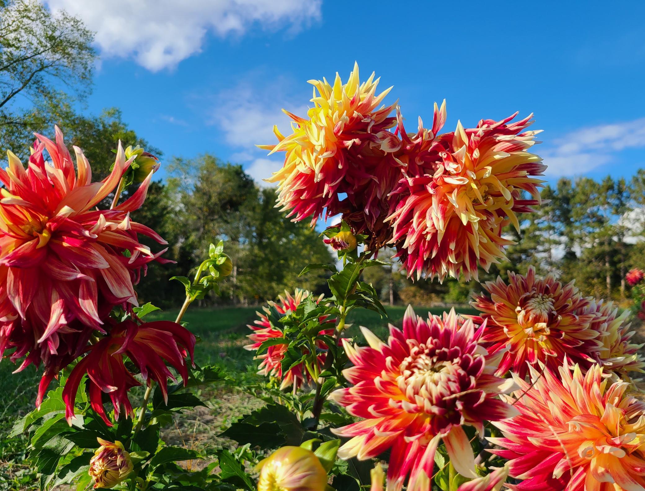 Scenes from Fridays Farm Dahlias