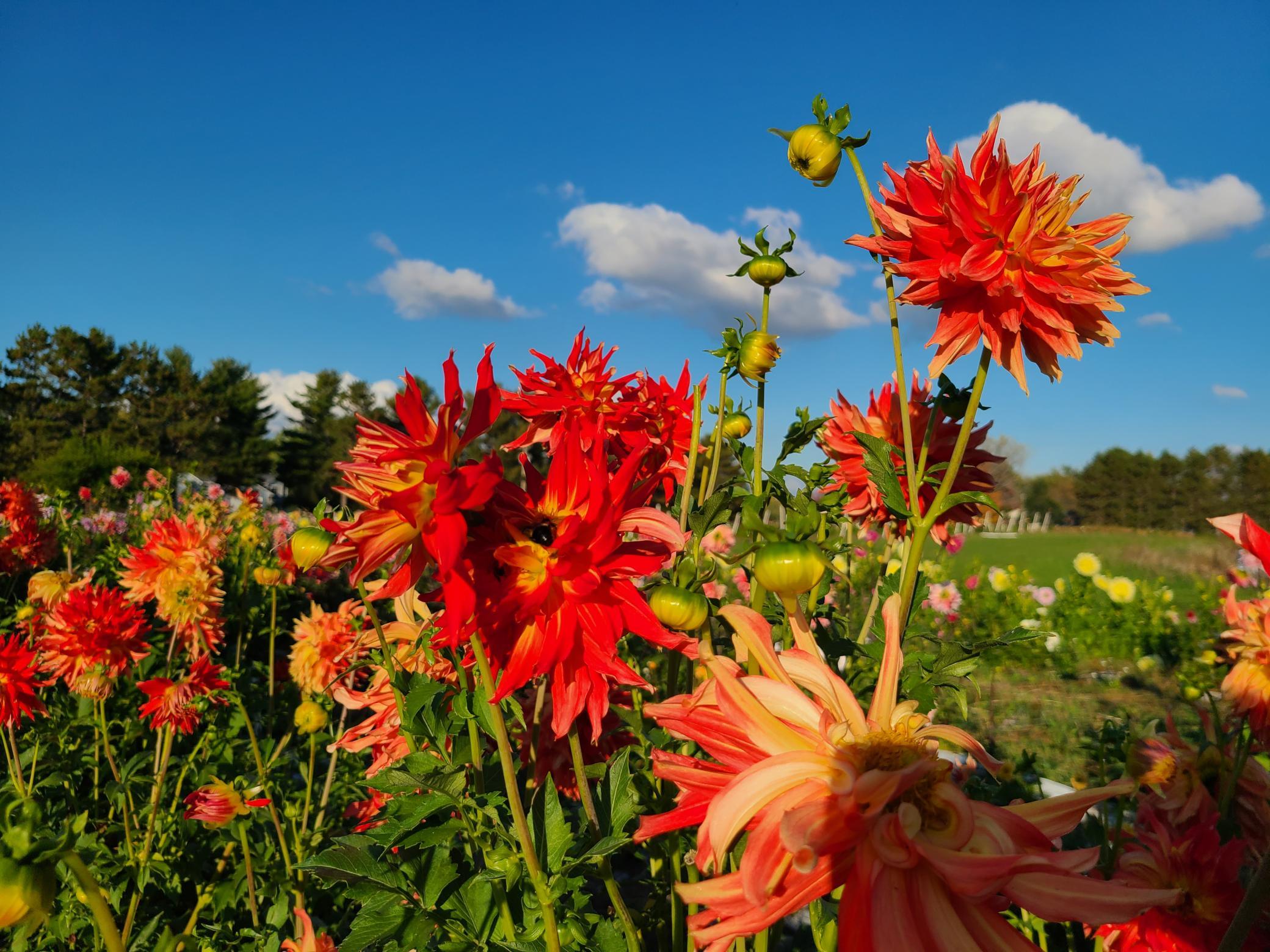 Scenes from Fridays Farm Dahlias