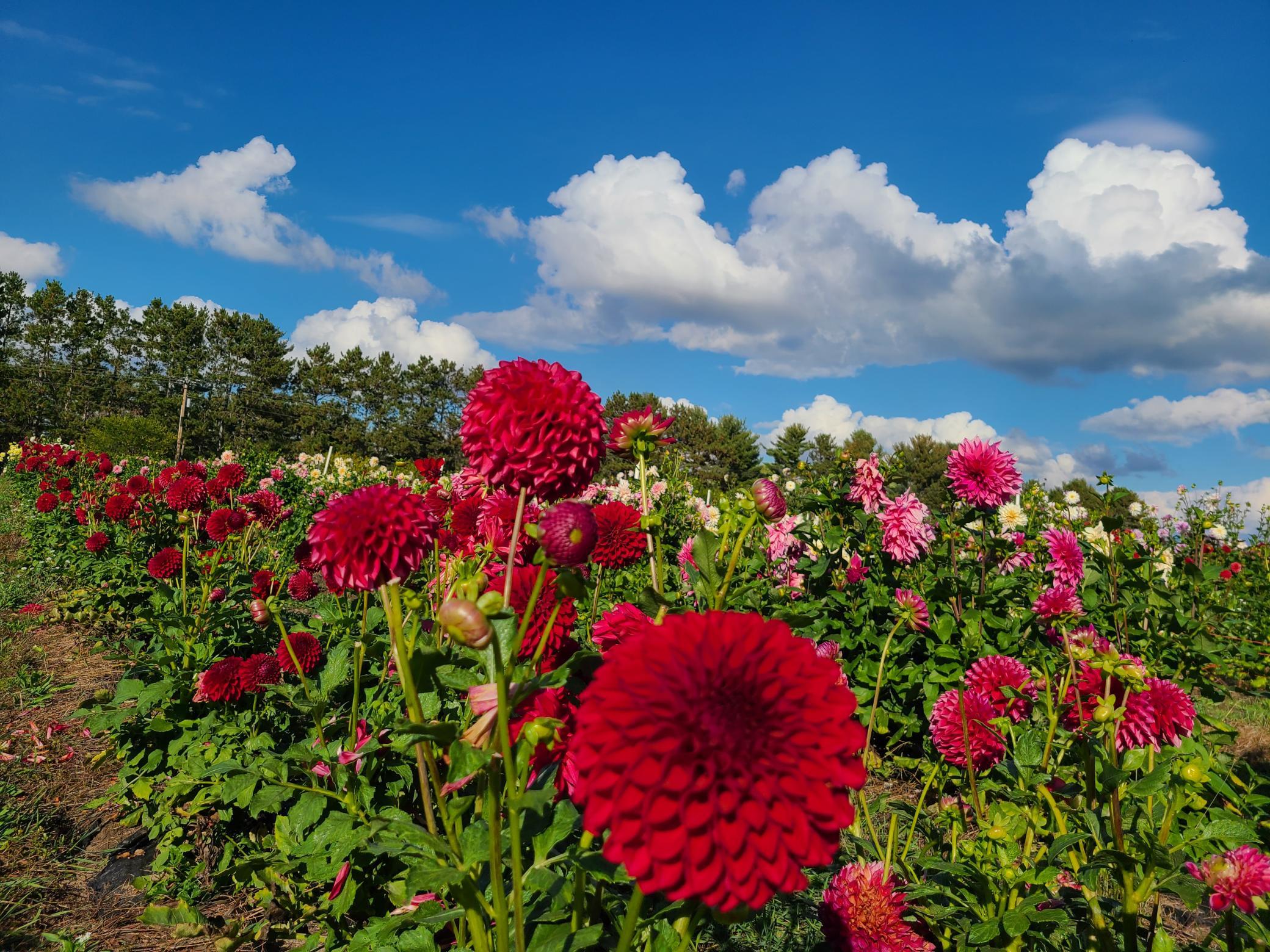 Scenes from Fridays Farm Dahlias