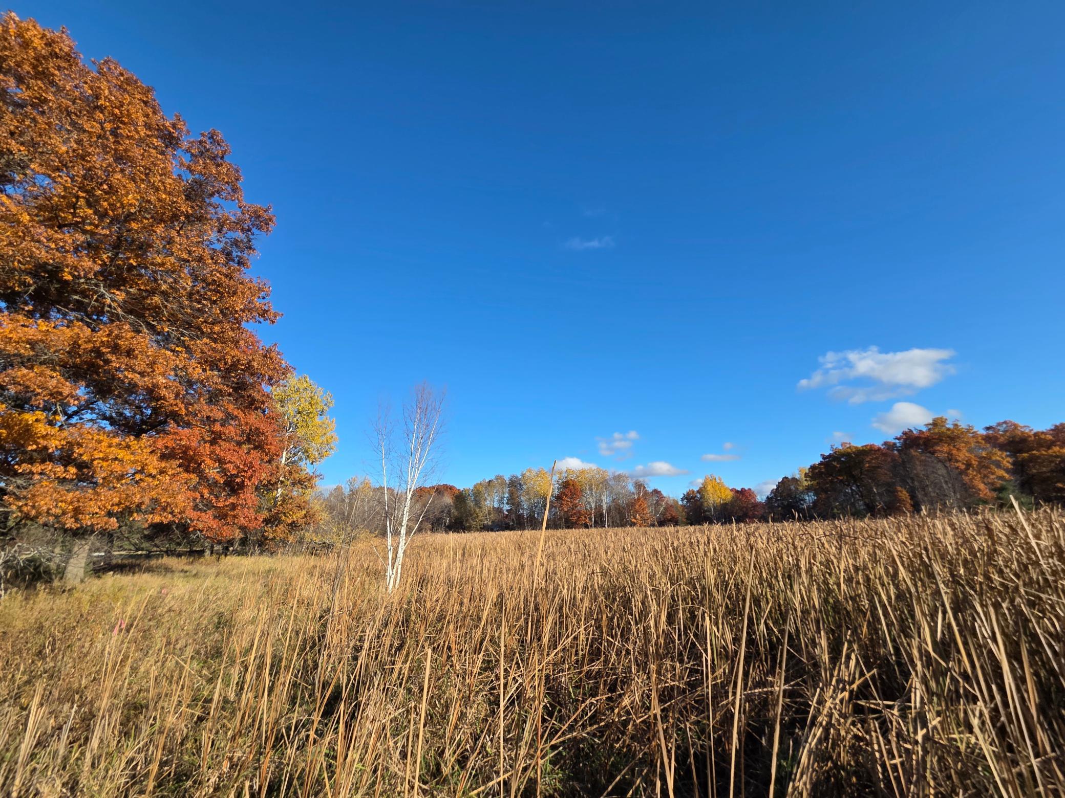 Wetlands border the area