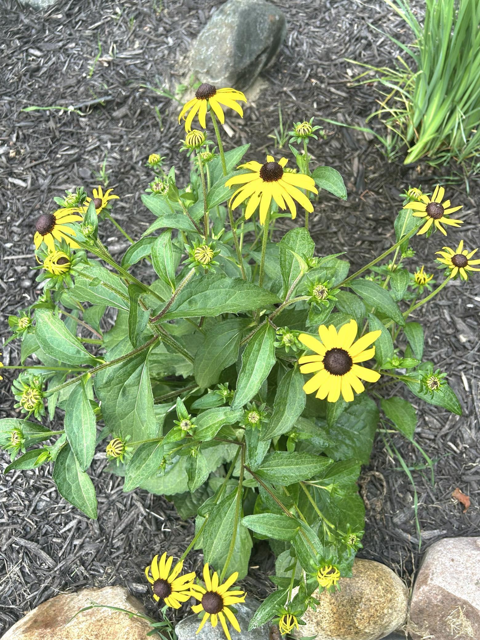 Black-Eyed Suzan plant in back tree circles (summer)