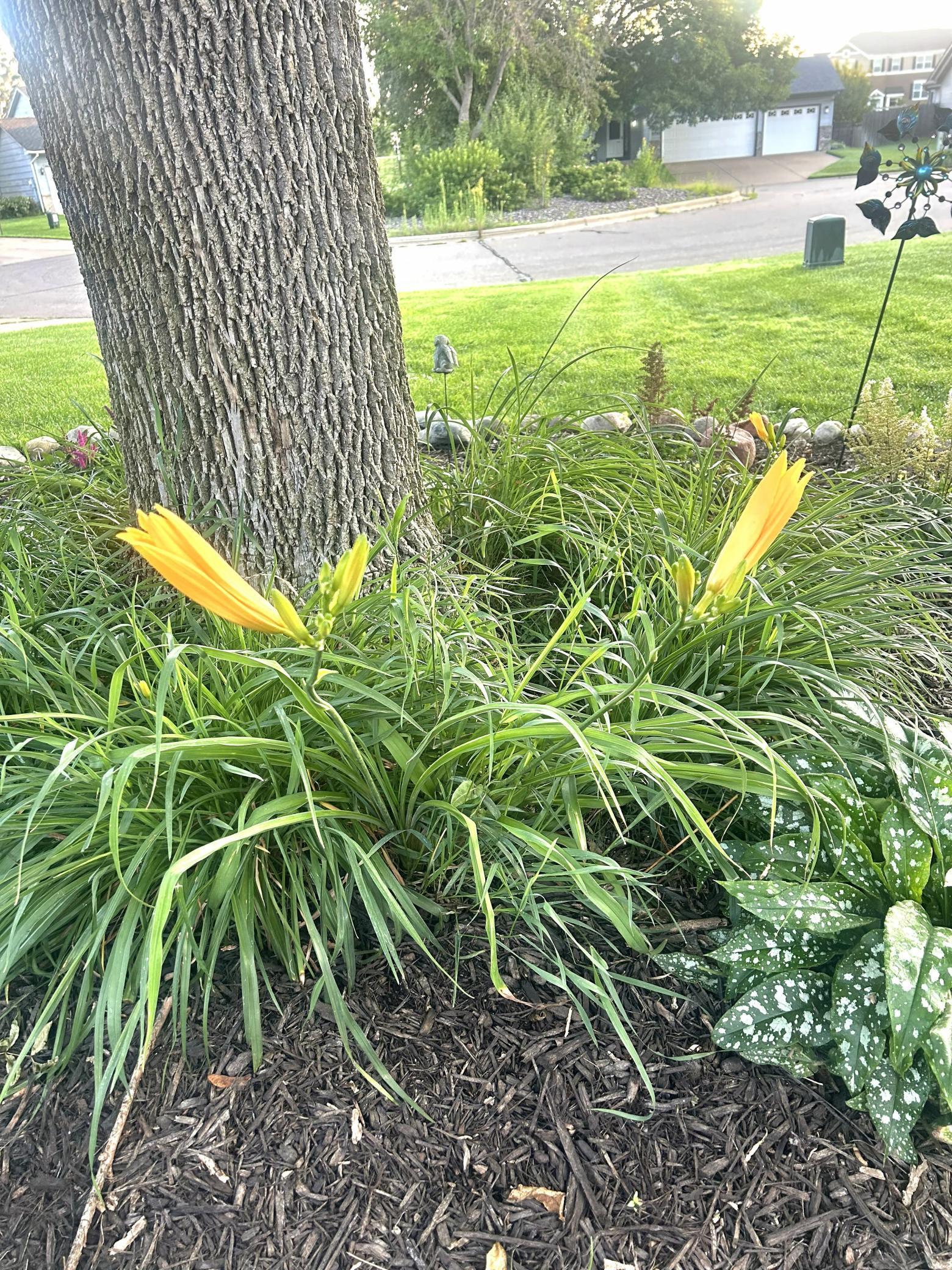 Daylily plants in front tree circle (summer)