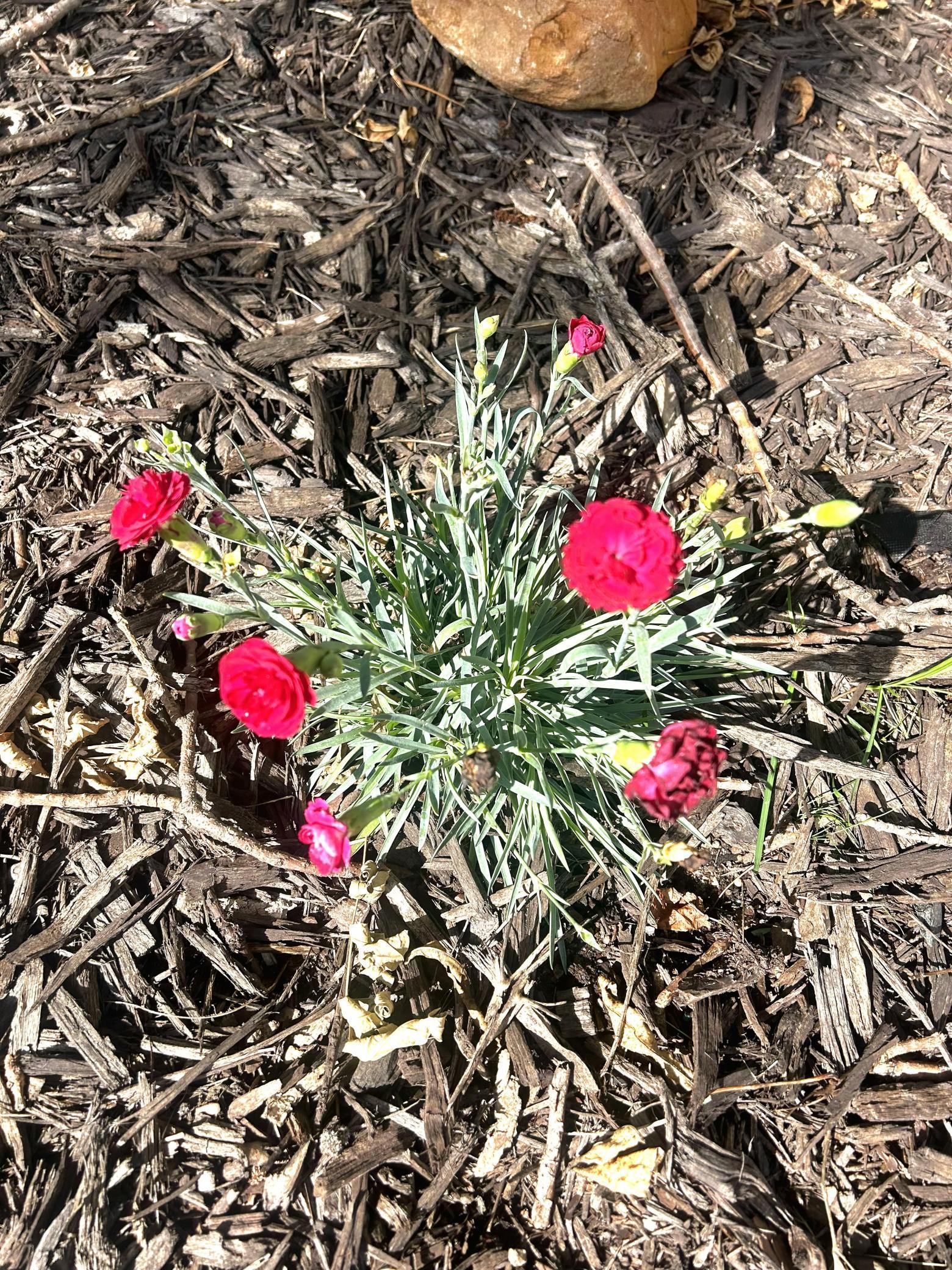 Fire Star Dianthus plant in front tree circle (summer)