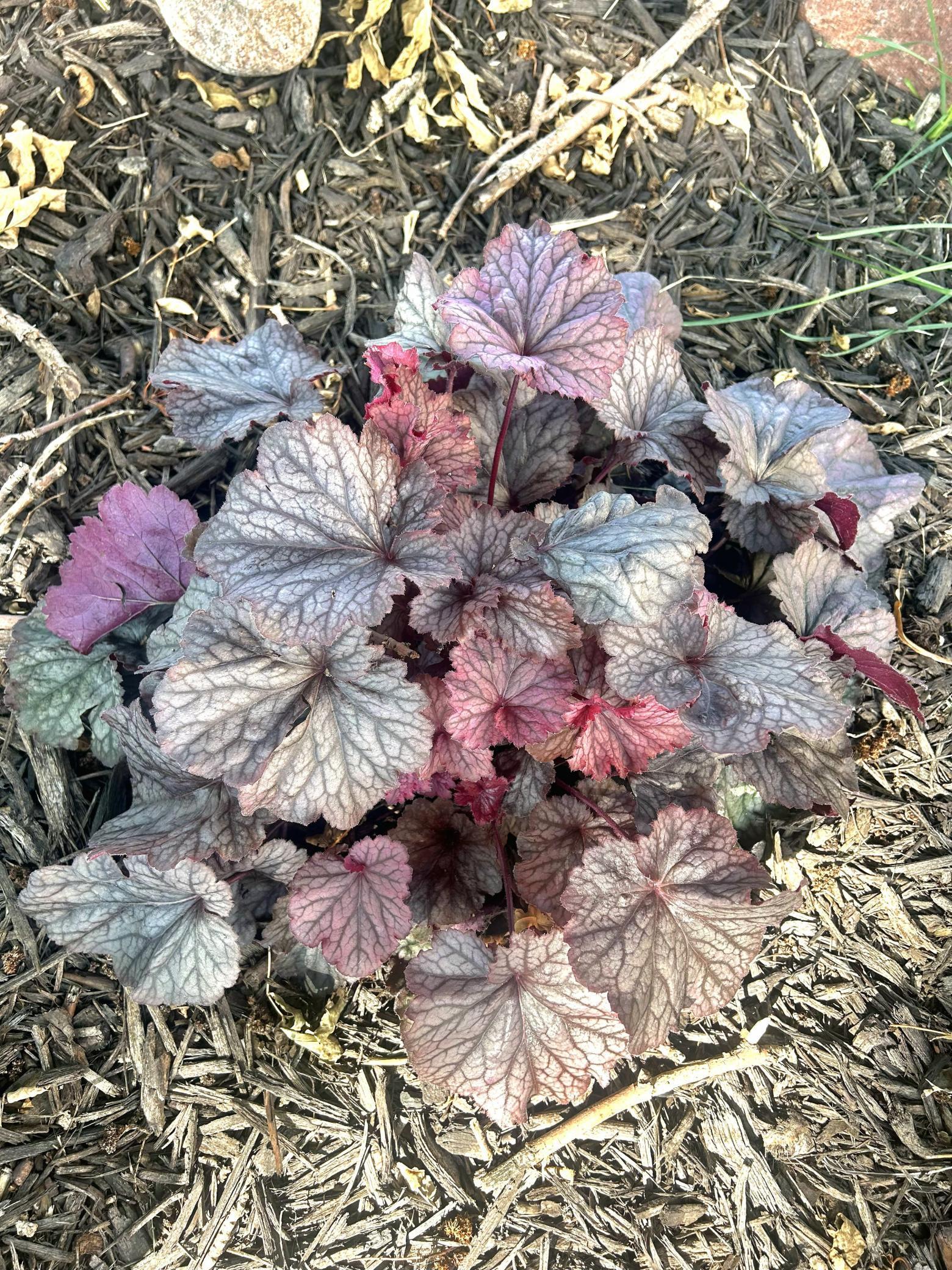 Coral Bell plant in front tree circle (summer)