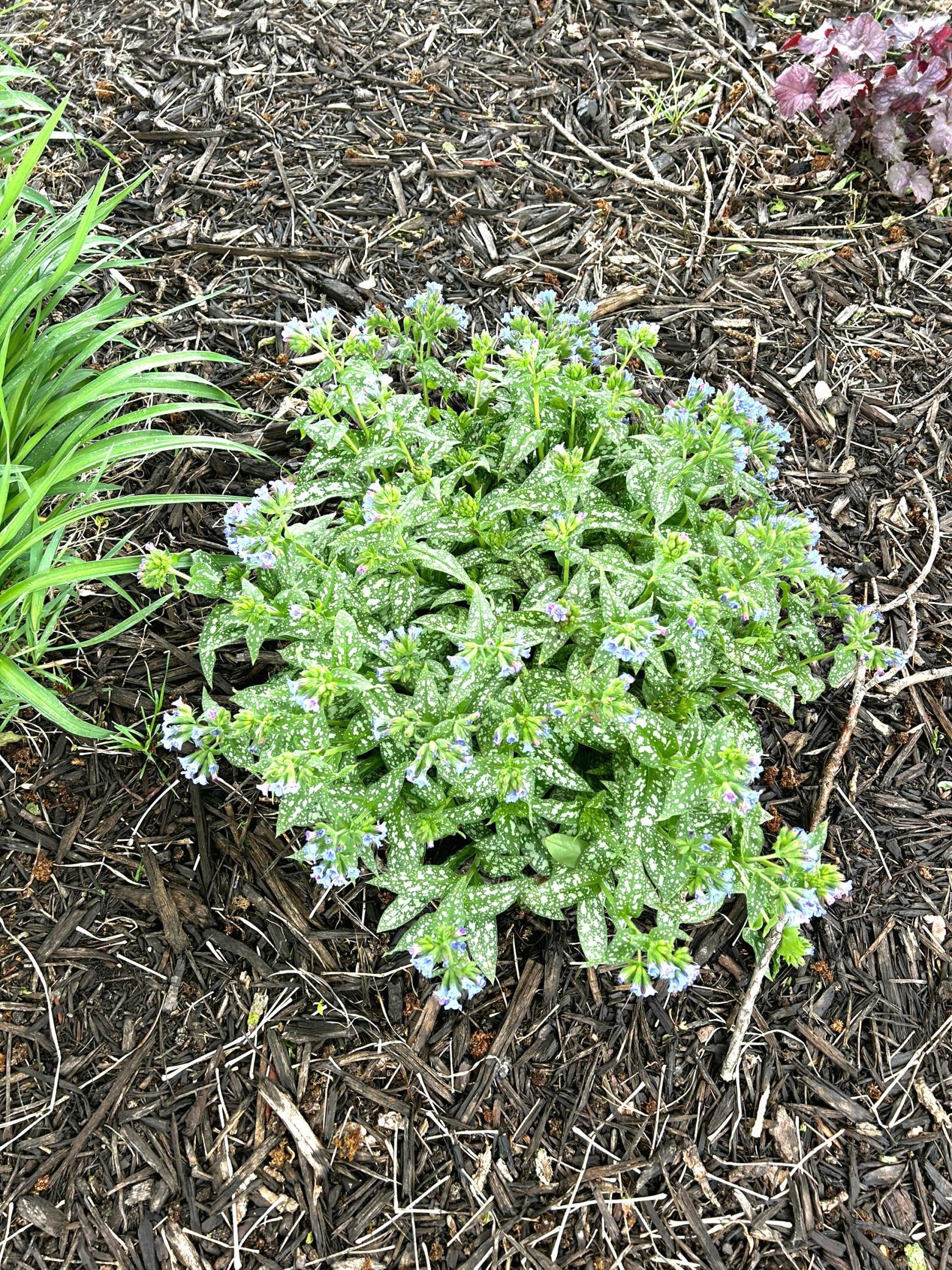 Lungwort Plant in front tree circle (summer)