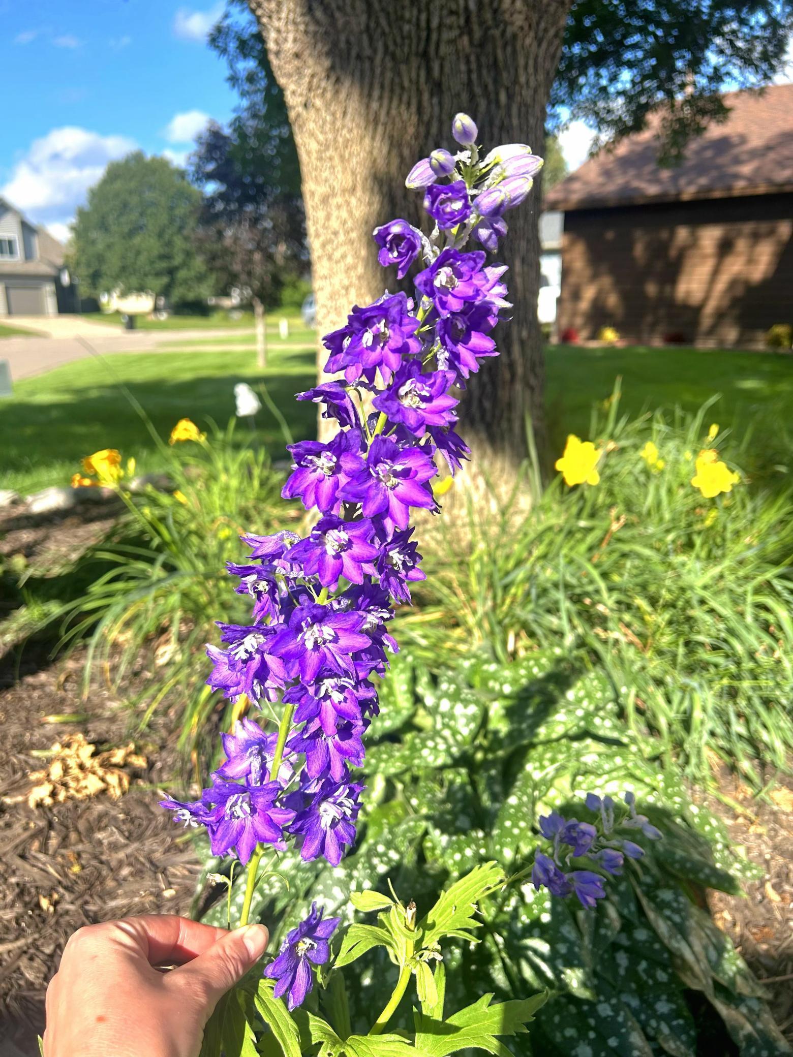 Violet Larkspur plant in front tree circle (summer)