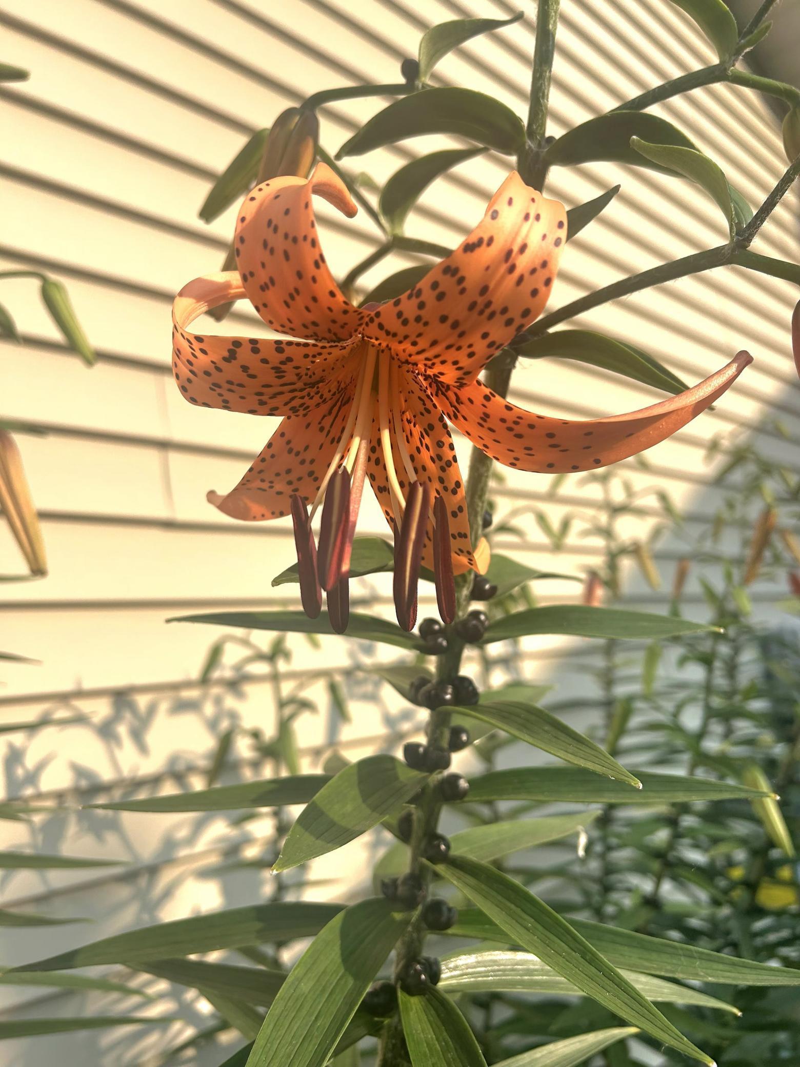 Tigerlily Flowers side of house (summer)