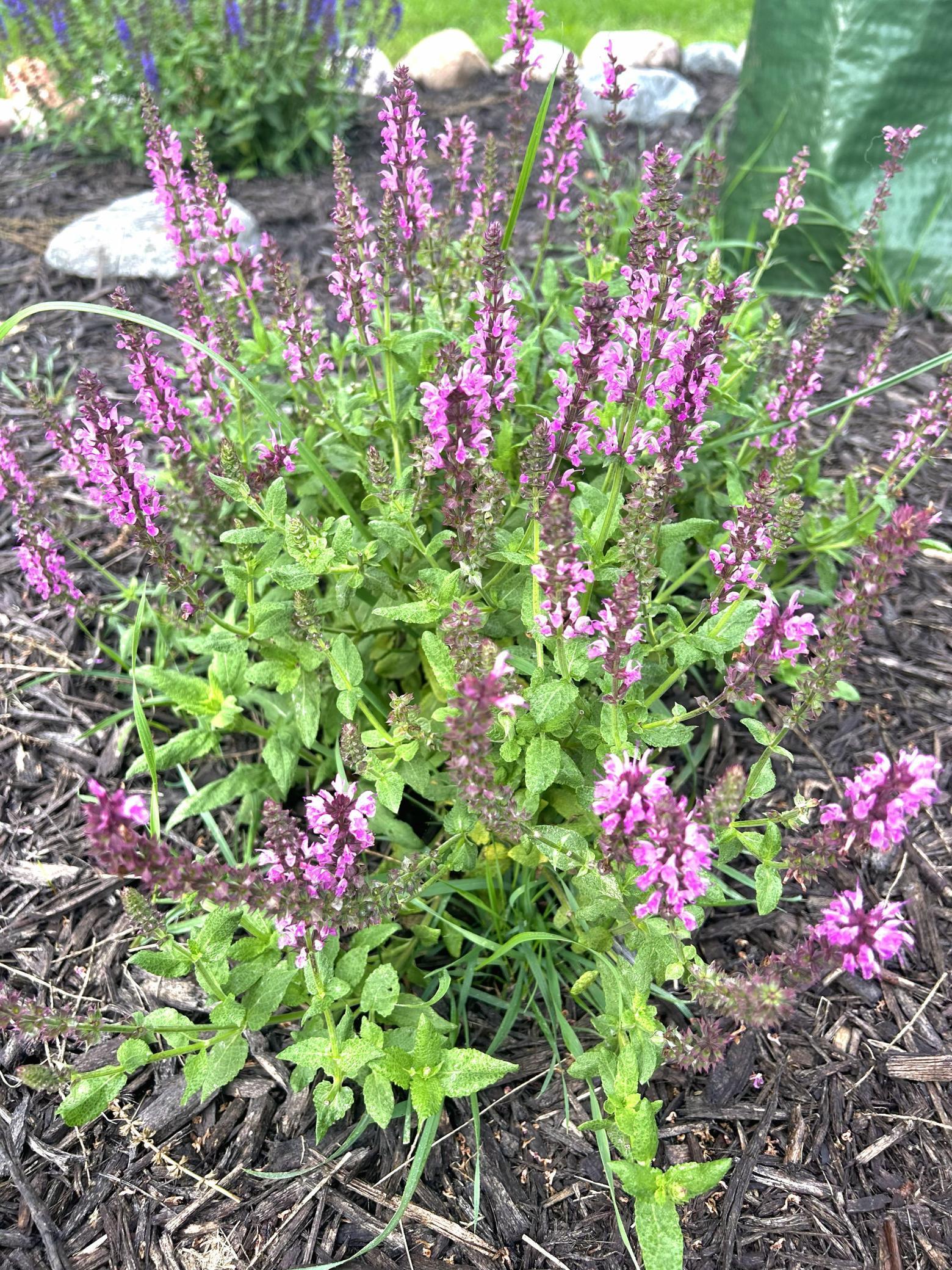 Salvia plant in back tree circles (summer)