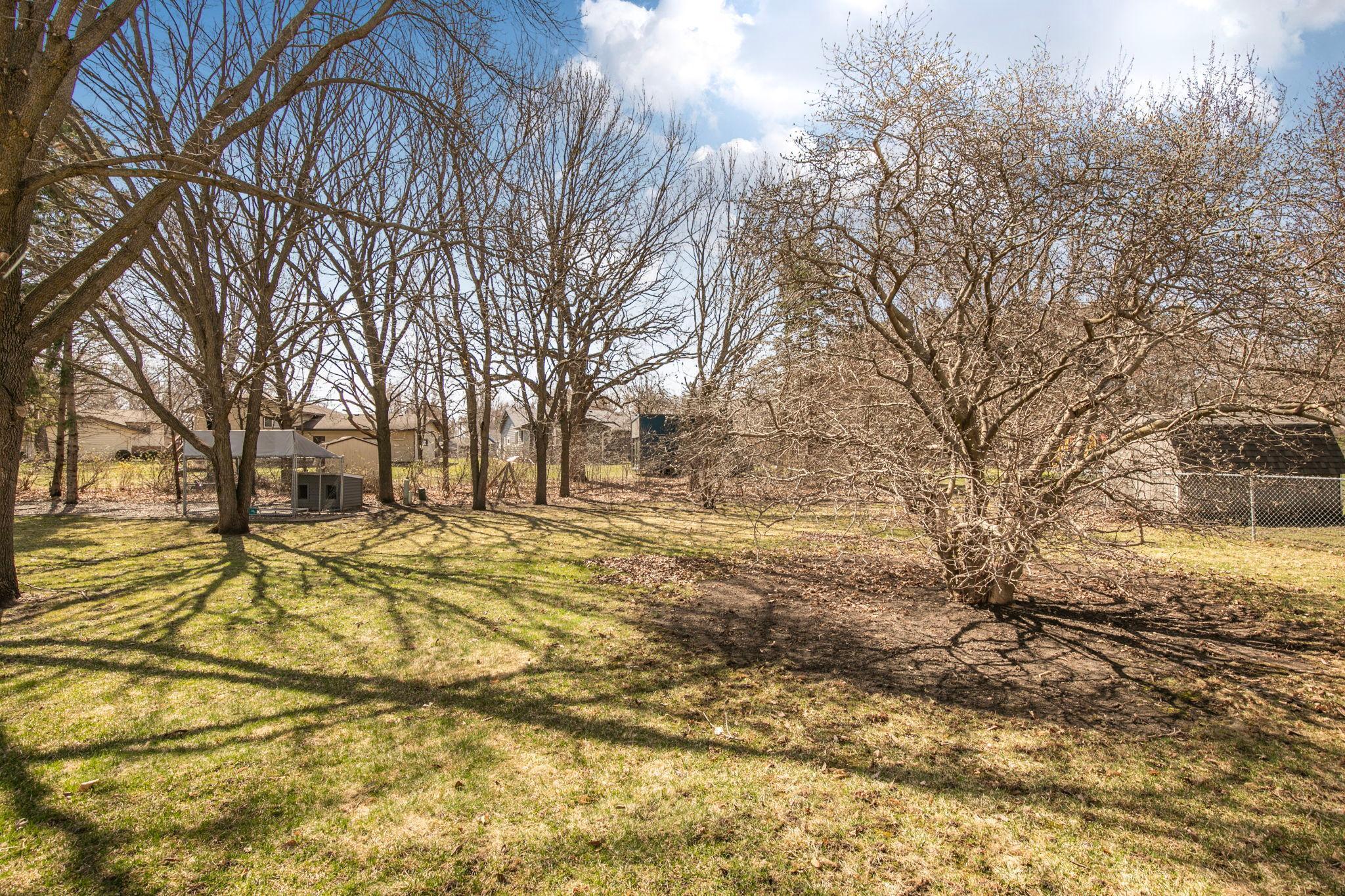 Magnolia Tree ... Blooming Soon!