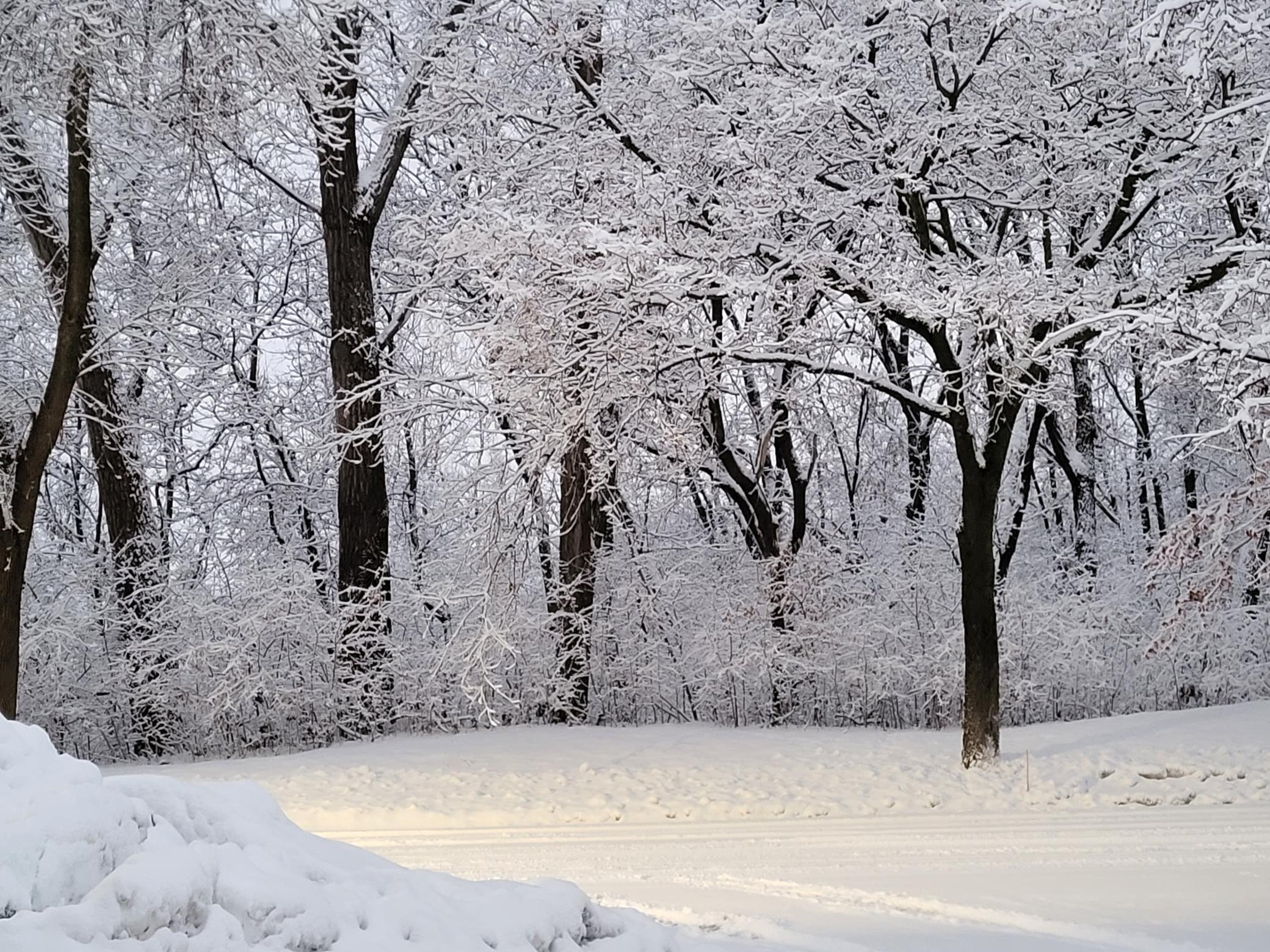 Winter view from front patio.jpg