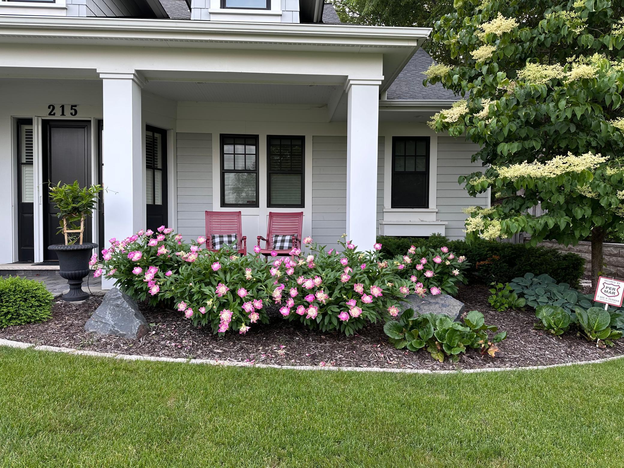 Lovely peonies bloom in the summertime