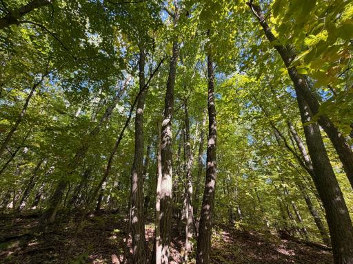 TBD Riverview Place, Merrifield, MN 56465