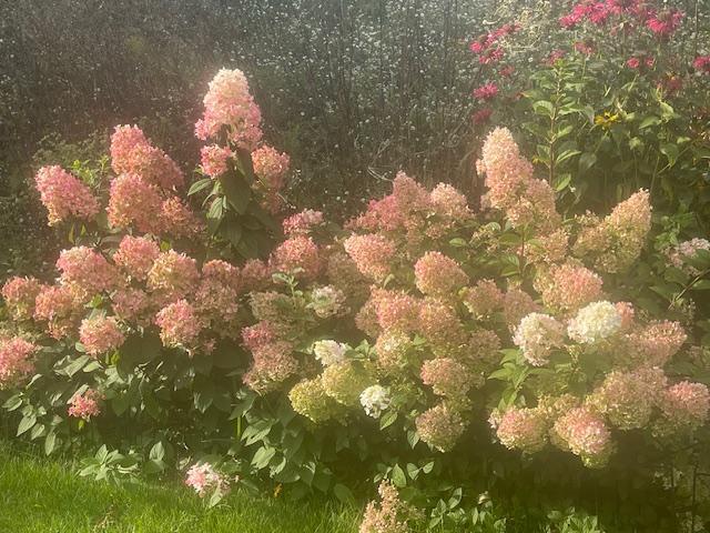 Wonderful perennials in bloom!