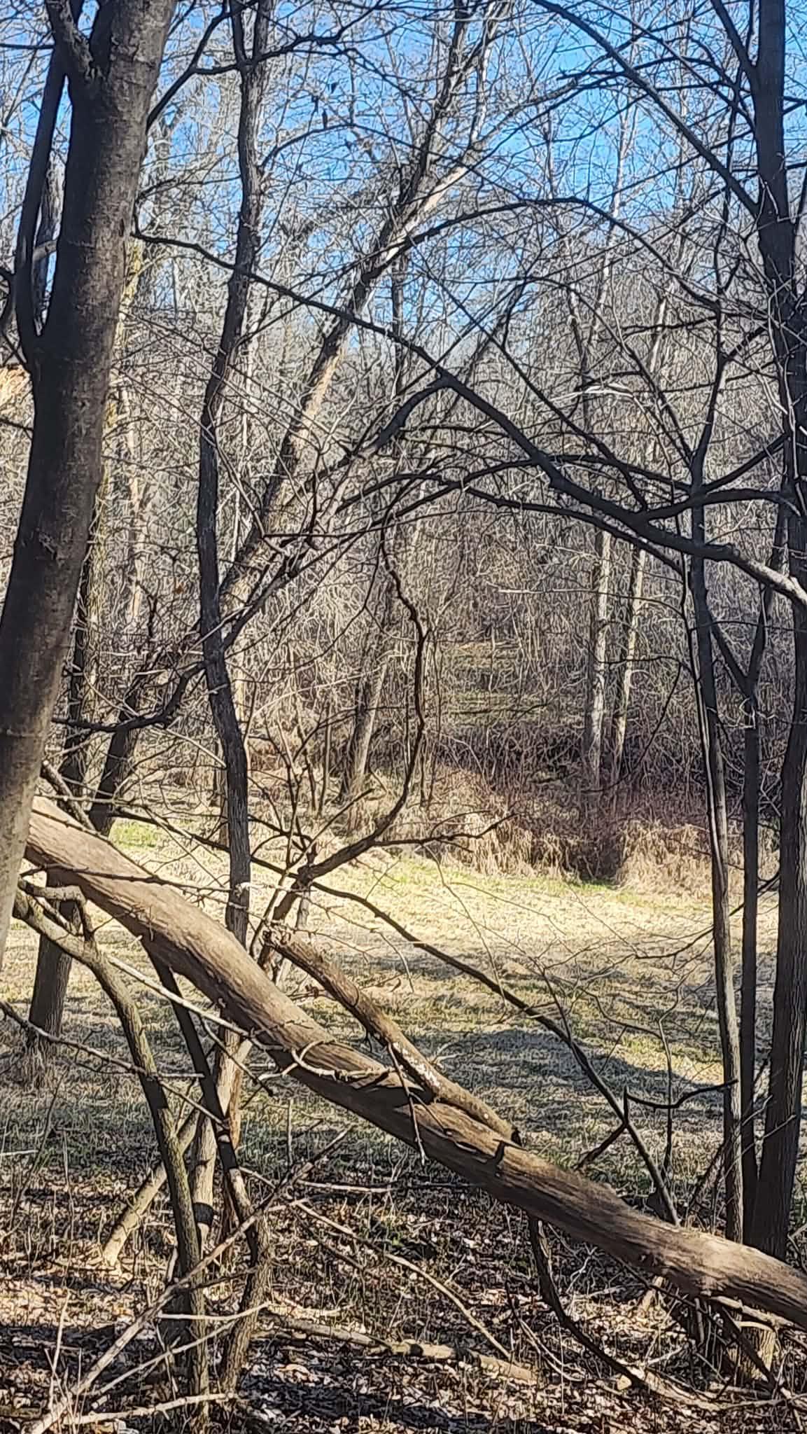 Beautiful view of the brook and creekbed with animal tracks and wildlife abounding.