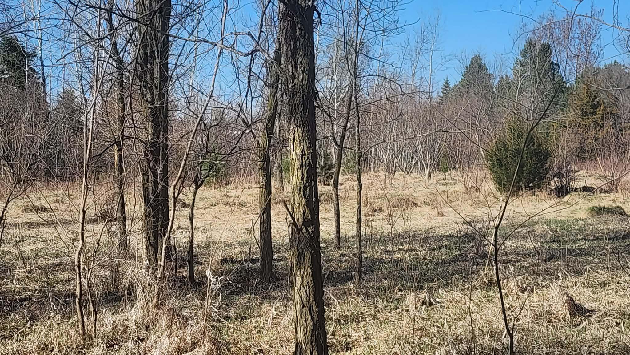 A mix of trees and open land with wild raspberries and wild flowers.