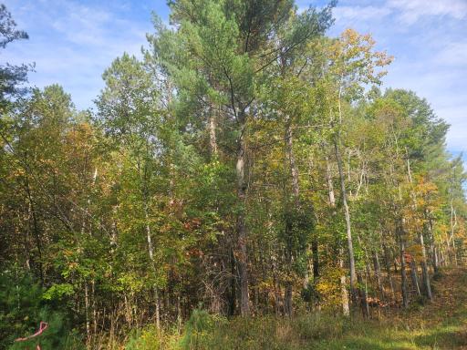 xxx County Road H Road, Danbury, WI 54830
