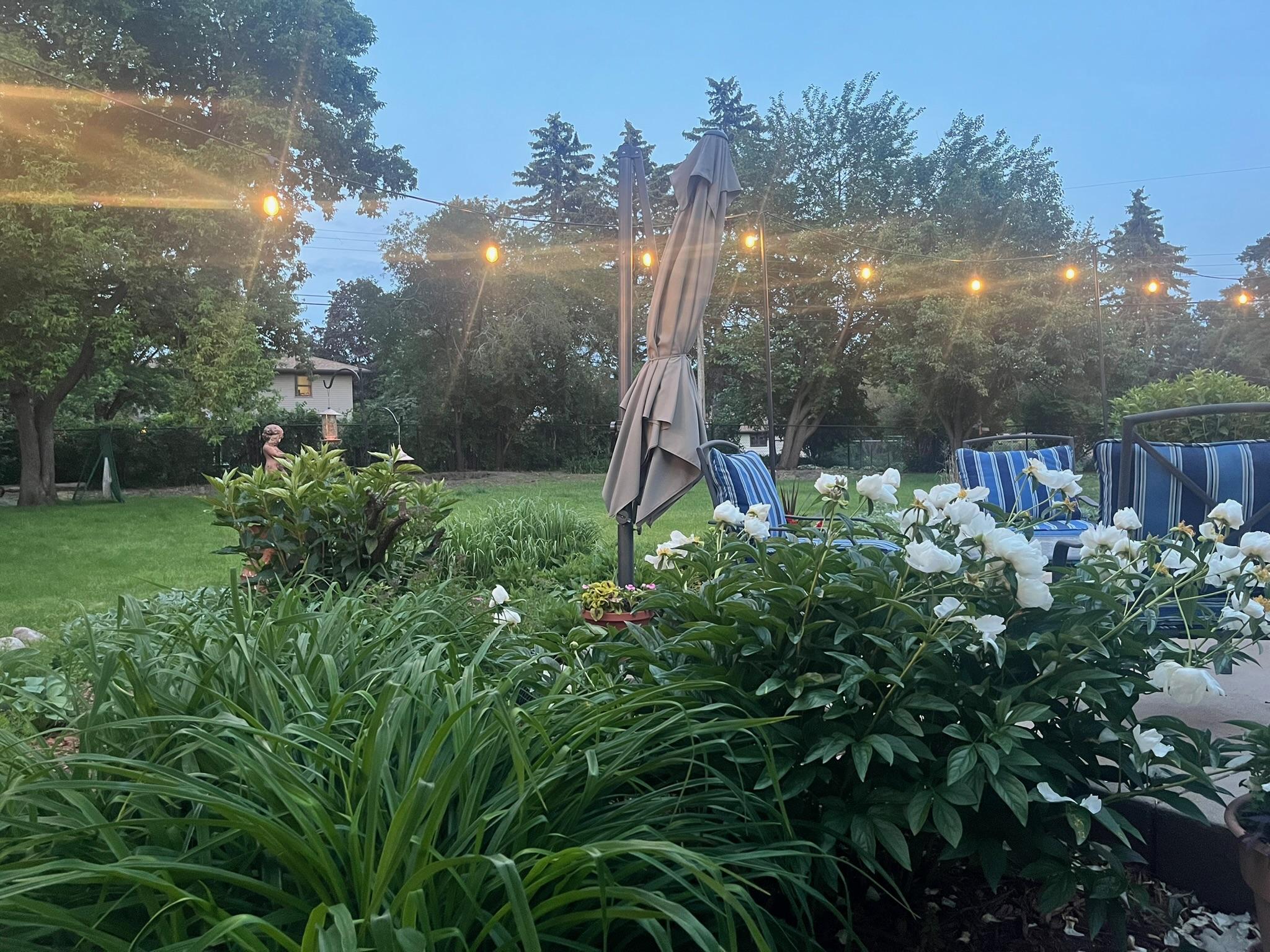 Late spring/early summer plantings.